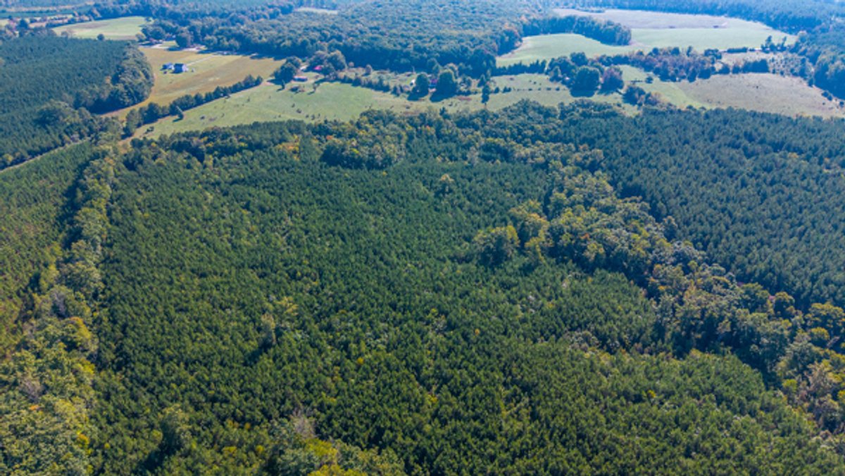 Image for 162 +/- Acres of Campbell County, VA Land Featuring Merchantable Timber, Potential Homesite, Road Frontage, Open & Wooded Sections, Pond, Wildlife & Agricultural Zoning!!