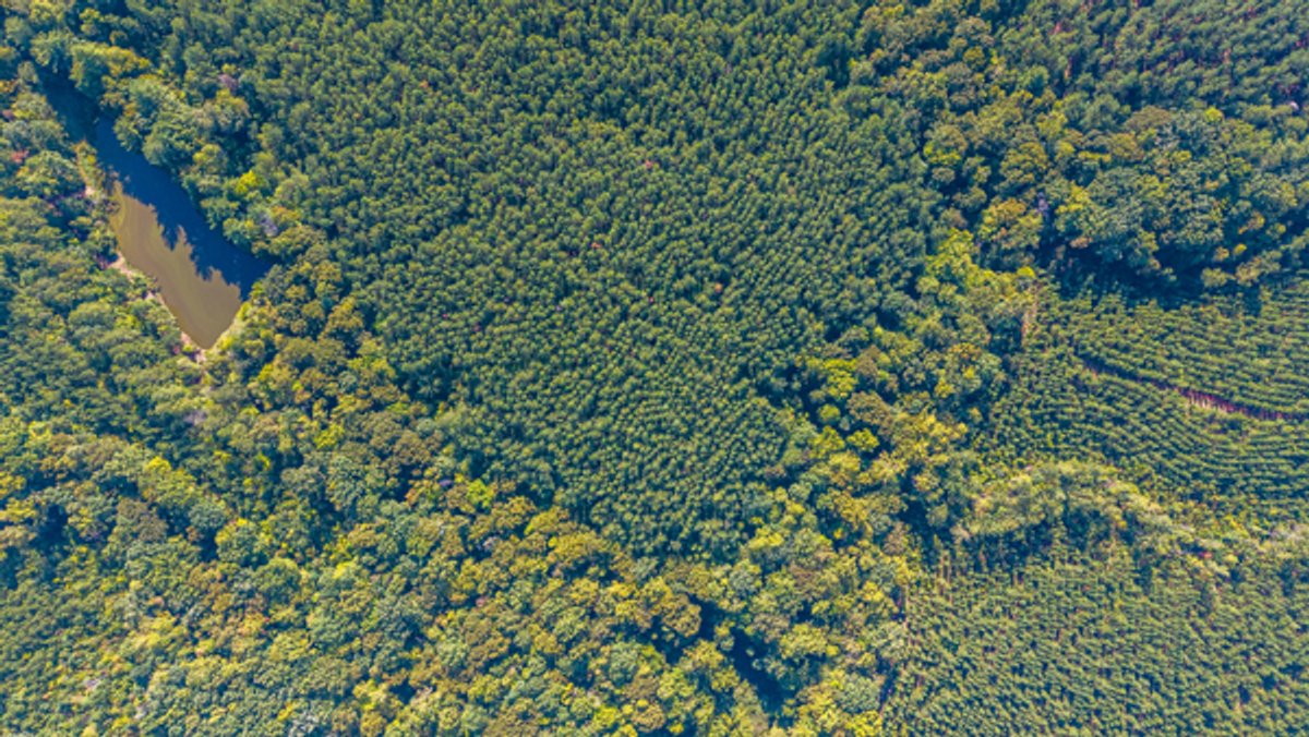 Image for 162 +/- Acres of Campbell County, VA Land Featuring Merchantable Timber, Potential Homesite, Road Frontage, Open & Wooded Sections, Pond, Wildlife & Agricultural Zoning!!