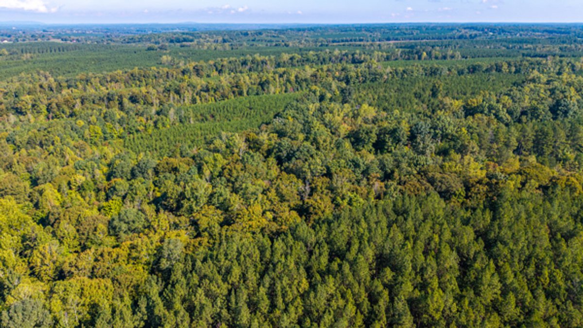 Image for 162 +/- Acres of Campbell County, VA Land Featuring Merchantable Timber, Potential Homesite, Road Frontage, Open & Wooded Sections, Pond, Wildlife & Agricultural Zoning!!