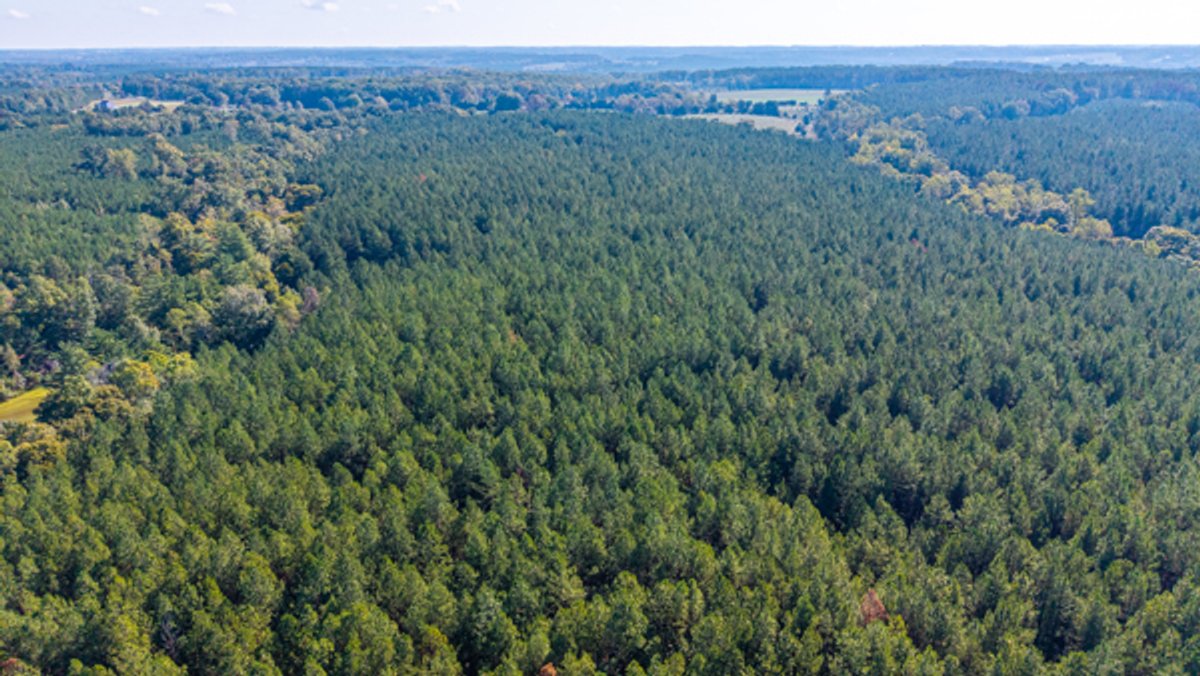 Image for 162 +/- Acres of Campbell County, VA Land Featuring Merchantable Timber, Potential Homesite, Road Frontage, Open & Wooded Sections, Pond, Wildlife & Agricultural Zoning!!