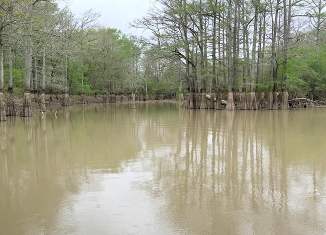 Image for 100 ACRES BLACK RIVER DUCK HUNTING CLUB