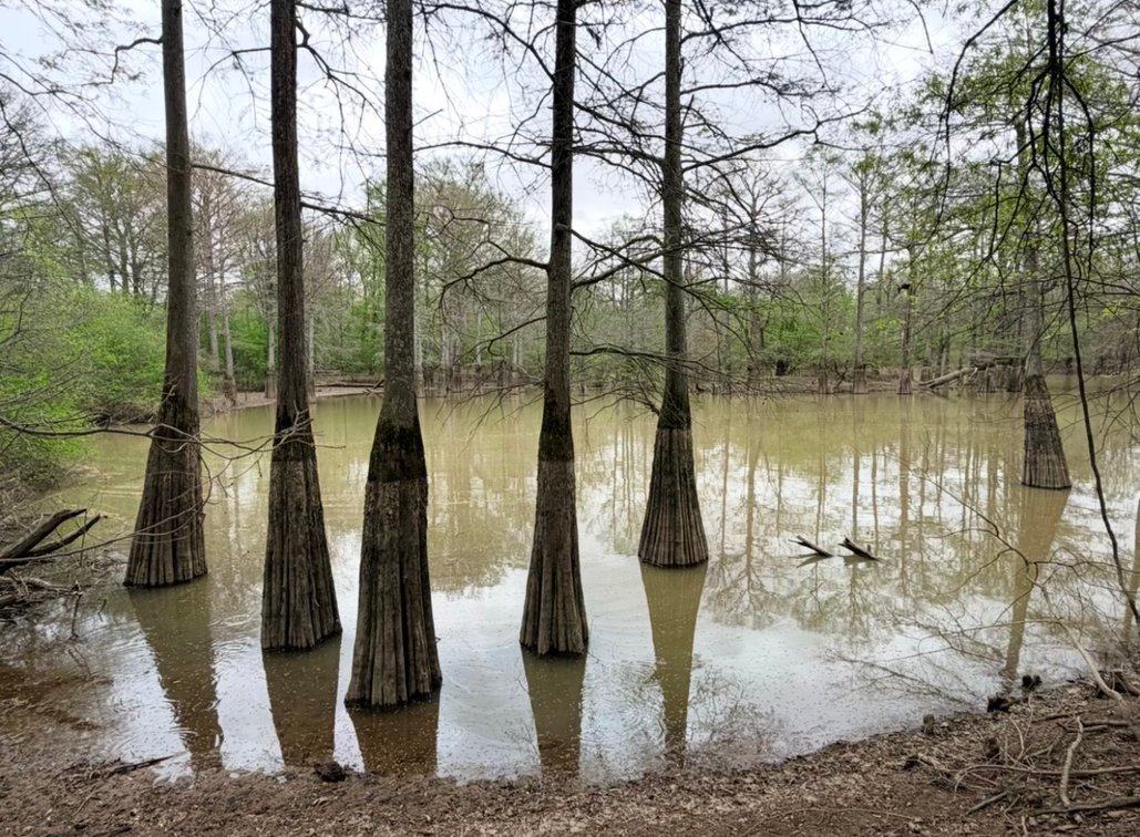 Image for 100 ACRES BLACK RIVER DUCK HUNTING CLUB