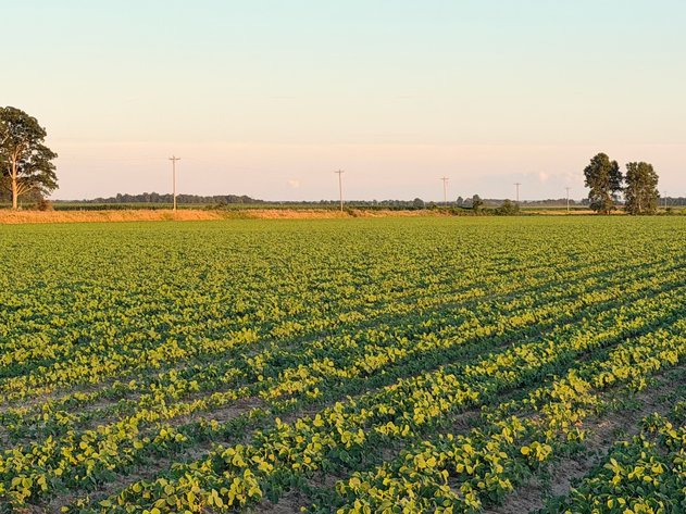 Image for 200 Acres Rowcrop Qulin Missouri
