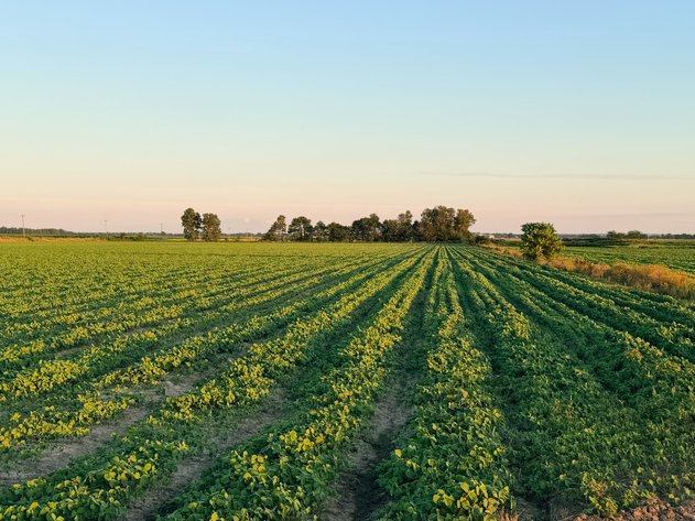 Image for 200 Acres Rowcrop Qulin Missouri