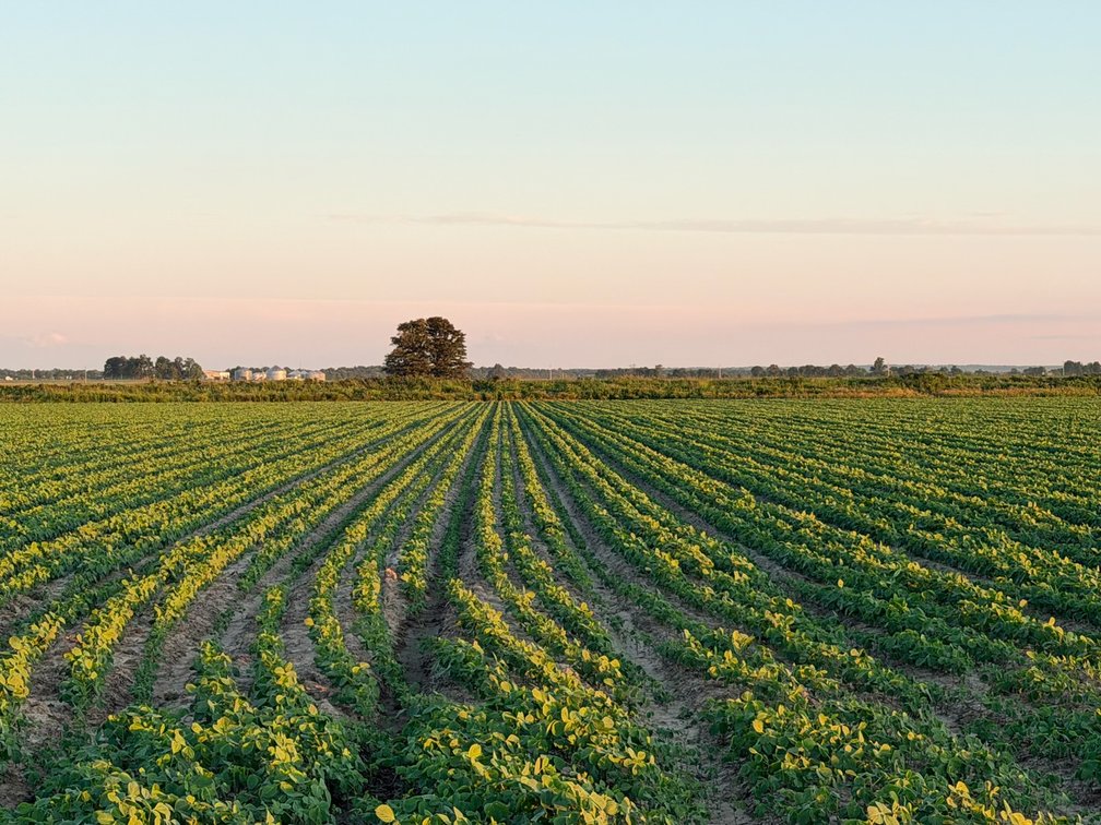 Image for 200 Acres Rowcrop Qulin Missouri