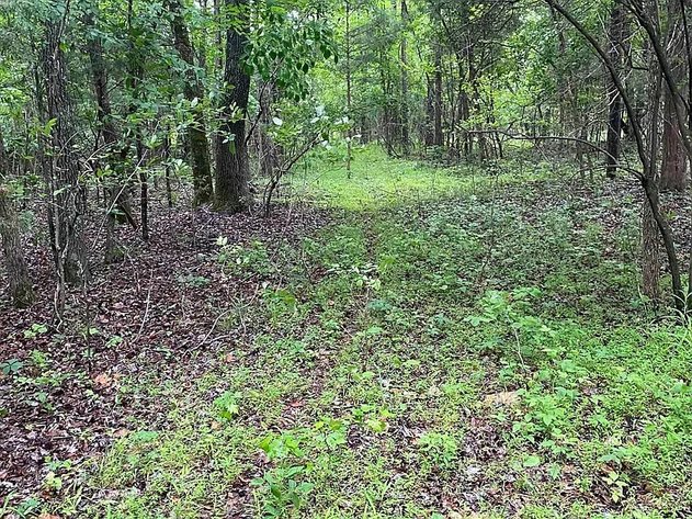 Image for 40 ACRES LAKE FRIERSON