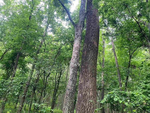 Image for 40 ACRES LAKE FRIERSON