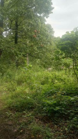 Image for 40 ACRE RECTOR ARKANSAS