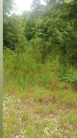 Image for 40 ACRE RECTOR ARKANSAS