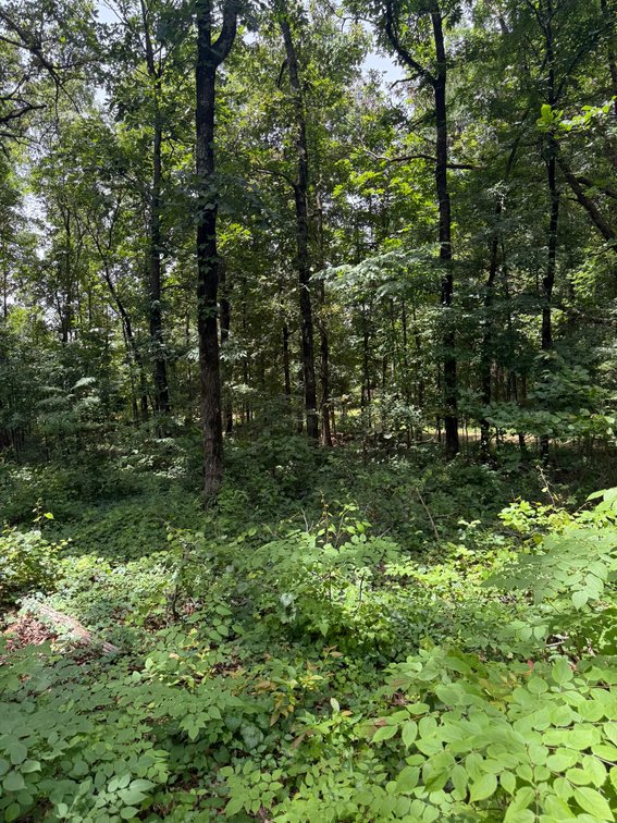 Image for 40 ACRE RECTOR ARKANSAS