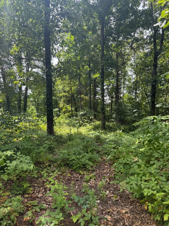 Image for 40 ACRE RECTOR ARKANSAS