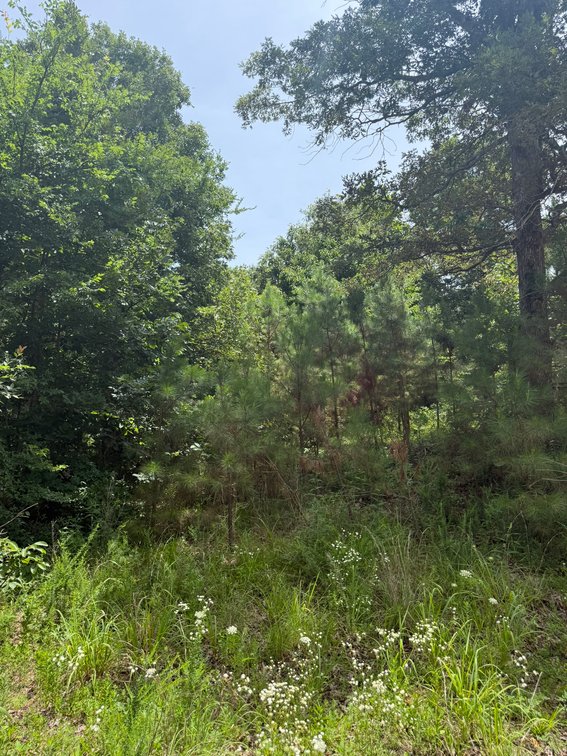 Image for 40 ACRE RECTOR ARKANSAS