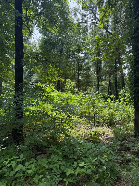 Image for 40 ACRE RECTOR ARKANSAS