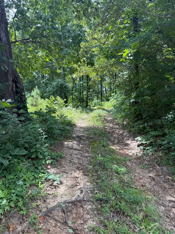 Image for 40 ACRE RECTOR ARKANSAS