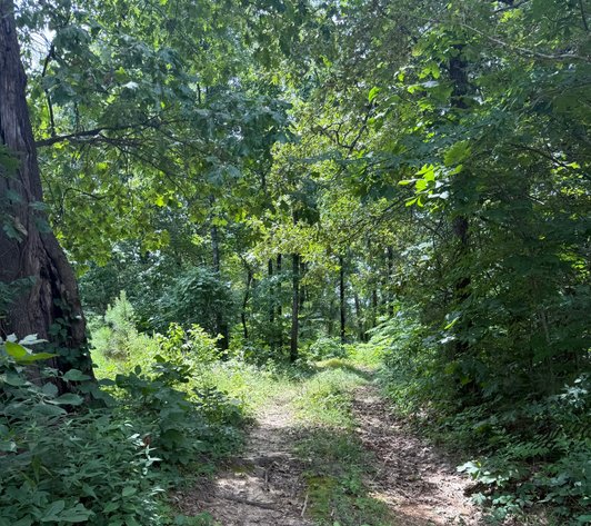 Image for 40 ACRE RECTOR ARKANSAS