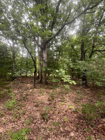 Image for 1600 WALLS Rd 30 ACRES