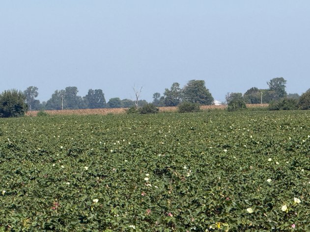 Image for 150 ACRES EAST PRAIRIE NEW MADRID COUNTY MISSOURI