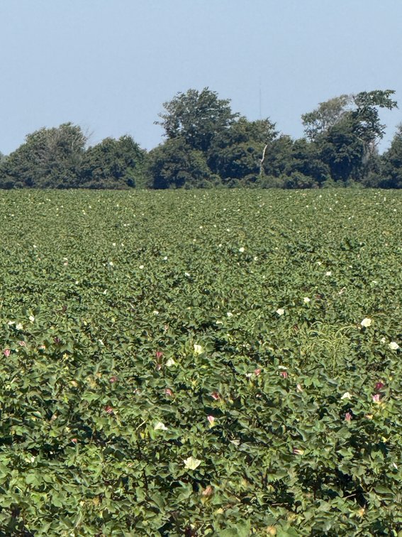 Image for 150 ACRES EAST PRAIRIE NEW MADRID COUNTY MISSOURI