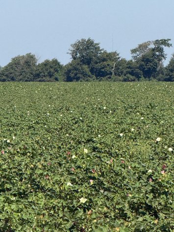 Image for 150 ACRES EAST PRAIRIE NEW MADRID COUNTY MISSOURI