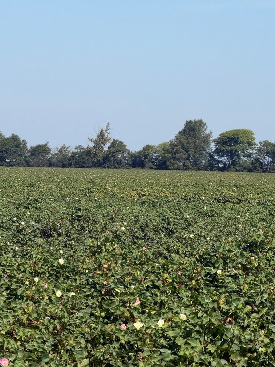 Image for 150 ACRES EAST PRAIRIE NEW MADRID COUNTY MISSOURI