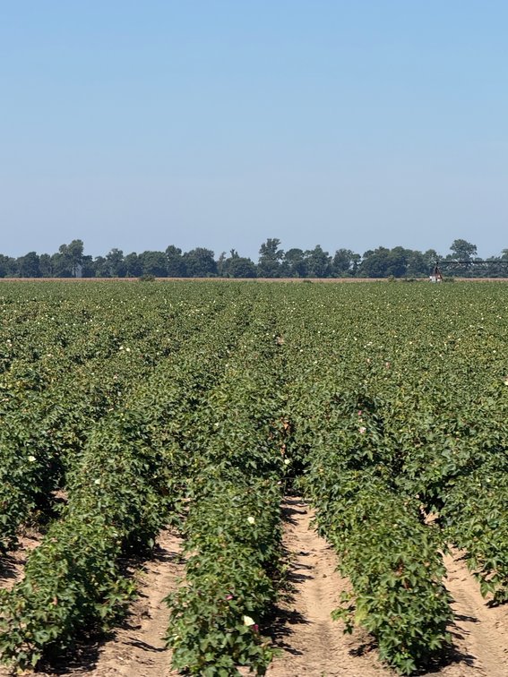 Image for 150 ACRES EAST PRAIRIE NEW MADRID COUNTY MISSOURI