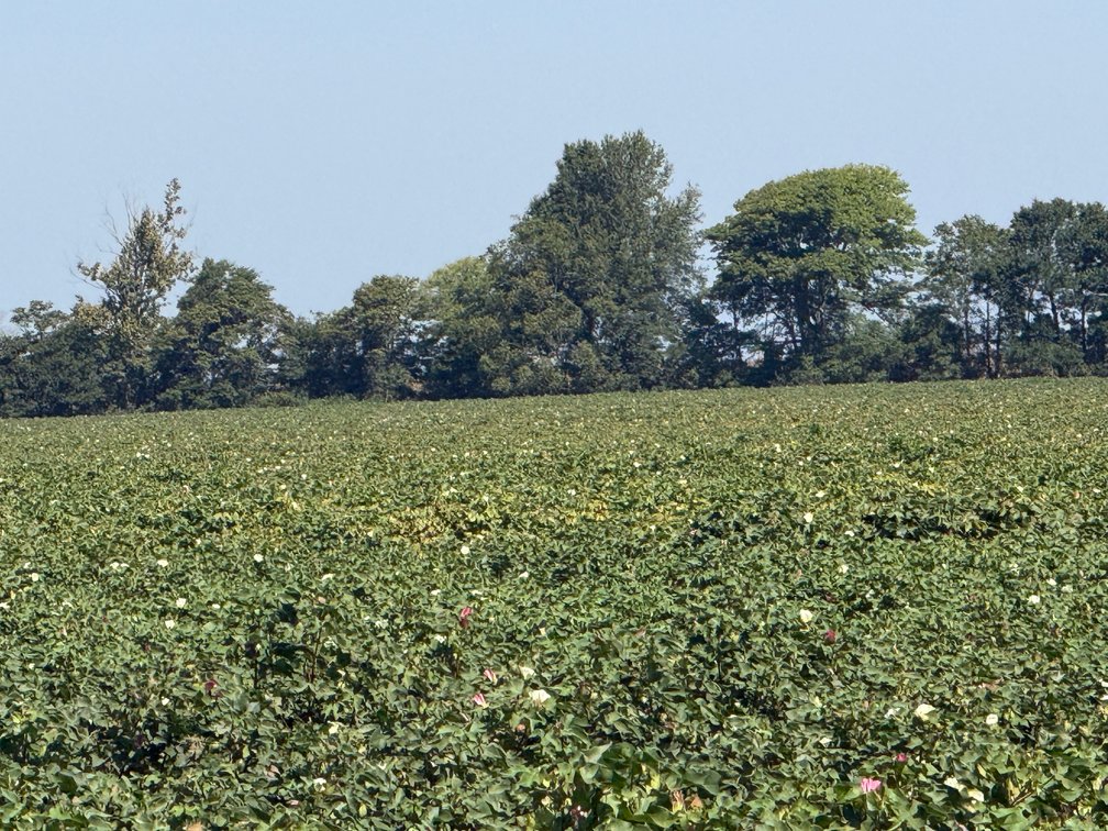 Image for 150 ACRES EAST PRAIRIE NEW MADRID COUNTY MISSOURI