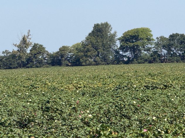 Image for 150 ACRES EAST PRAIRIE NEW MADRID COUNTY MISSOURI