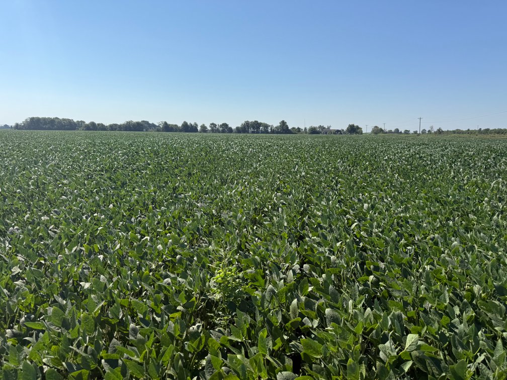 Image for 160 ACRES SIKESTON MISSOURI