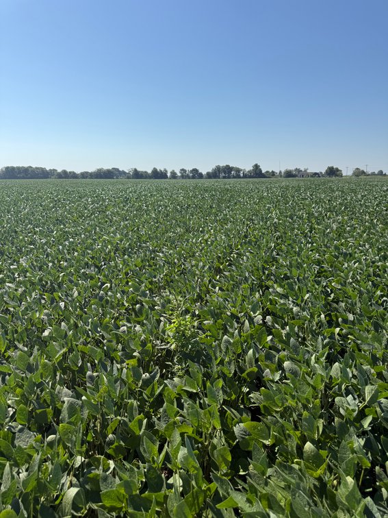 Image for 160 ACRES SIKESTON MISSOURI