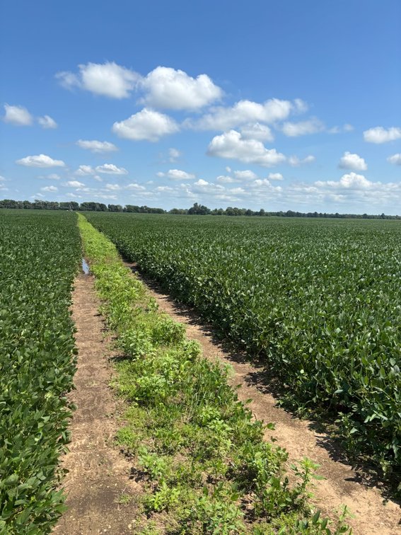 Image for 160 ACRES SIKESTON MISSOURI