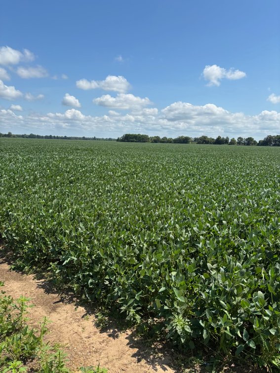 Image for 160 ACRES SIKESTON MISSOURI