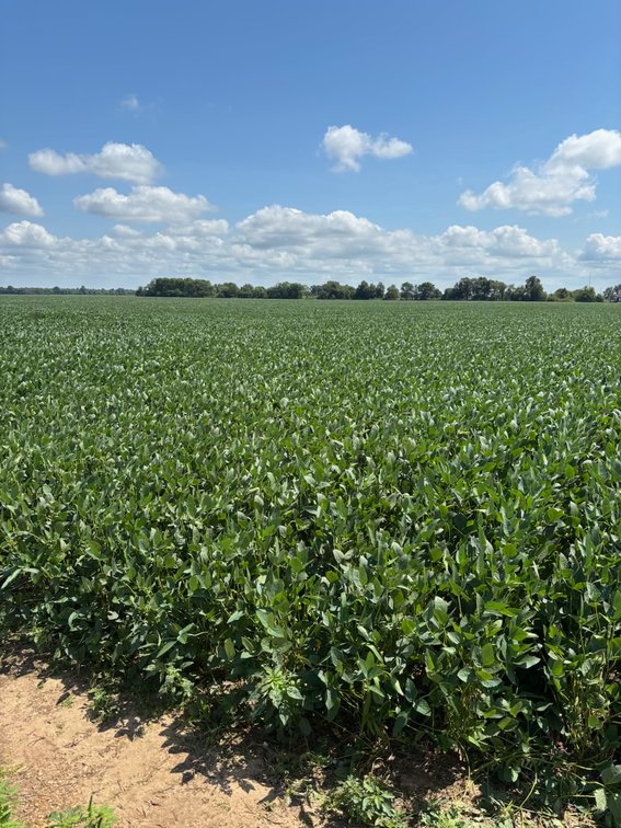 Image for 160 ACRES SIKESTON MISSOURI