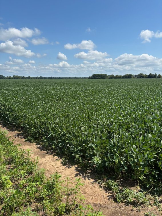 Image for 160 ACRES SIKESTON MISSOURI