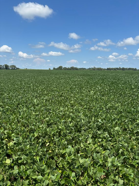 Image for 160 ACRES SIKESTON MISSOURI