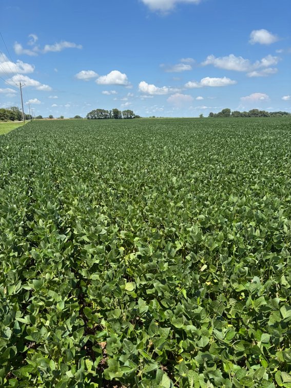Image for 160 ACRES SIKESTON MISSOURI