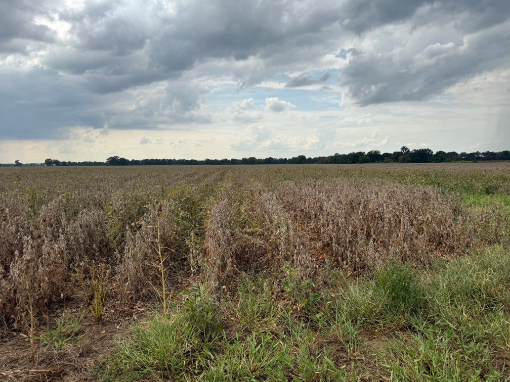 Image for 54 ACRES CASH ARKANSAS