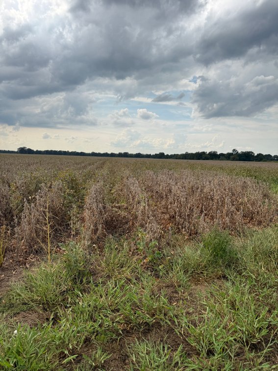 Image for 54 ACRES CASH ARKANSAS