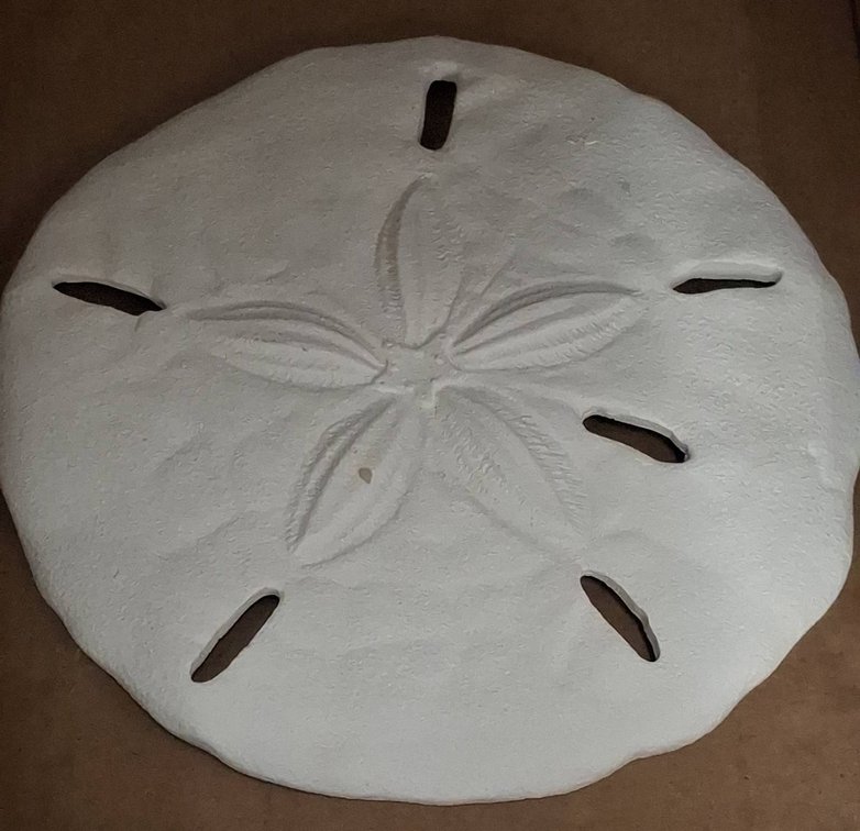 Brewster 10" Sand Dollar Wall Art Decor