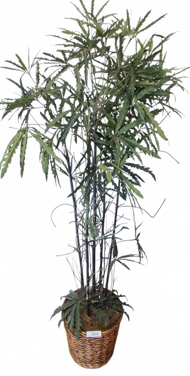 Artificial Plant in Wicker Basket, 66 Inches Tall