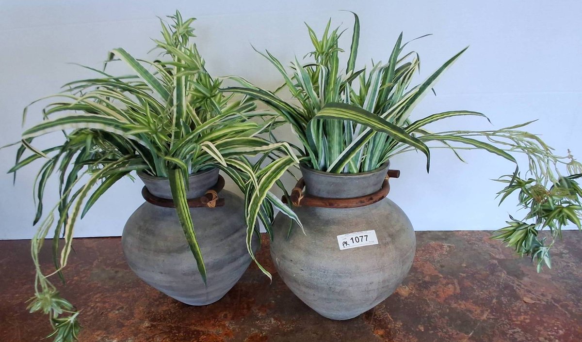 Artificial Spider Plants in 24" Gray Pots