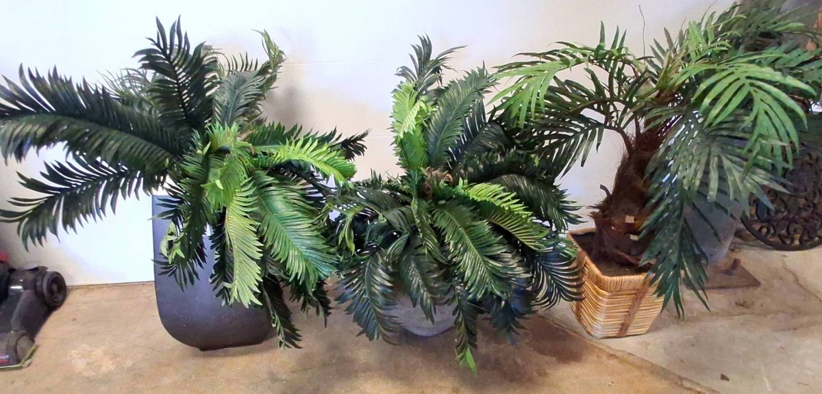 Three Artificial Fern Plants in Pots, 31 Inches
