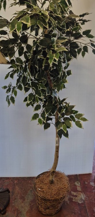 68" Artificial Ficus Tree in Wicker Basket