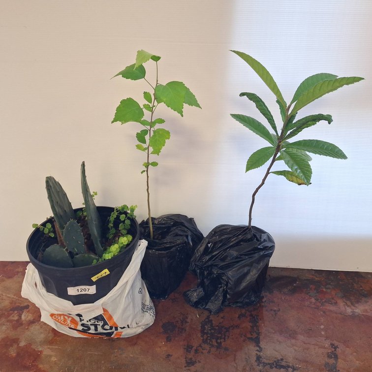 Cactus, Loquat, River Birch Live Plant Lot
