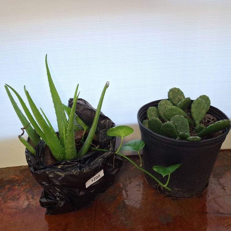 Aloe Vera and Prickly Pear Cactus Plants