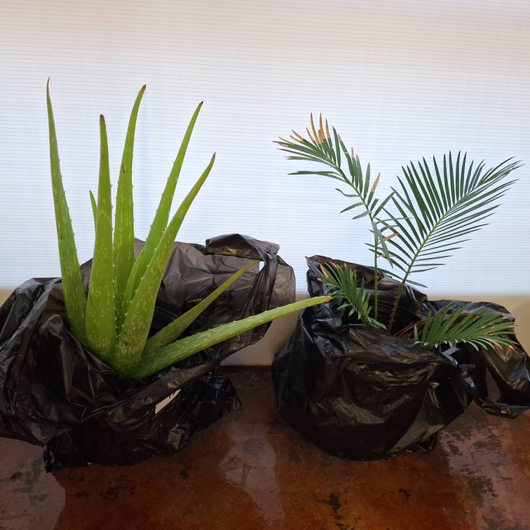 Aloe Vera Plant and Small Palm Plant Duo