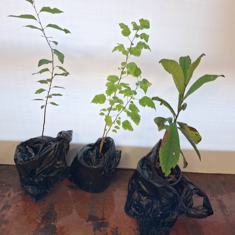Rose of Sharon, Loquat, River Birch Saplings