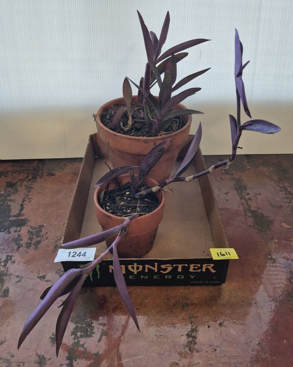 Pair Purple Heart Potted Plants, 7 Inch Pots