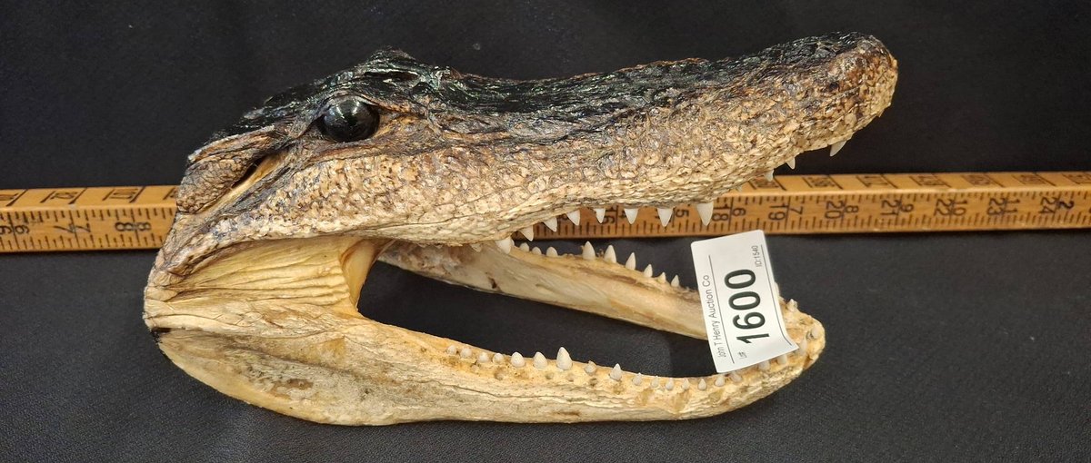 8in Alligator Head Replica Display Piece
