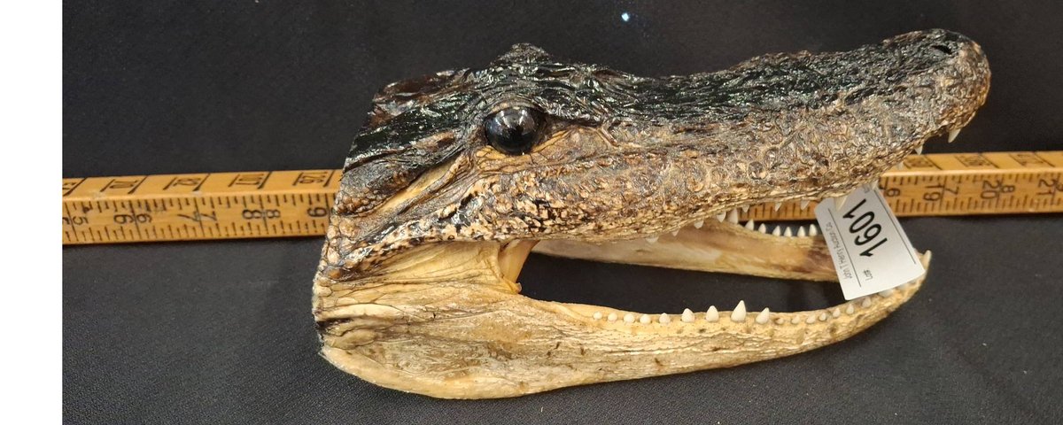 Alligator Head Replica Approx. 7 Inches Long