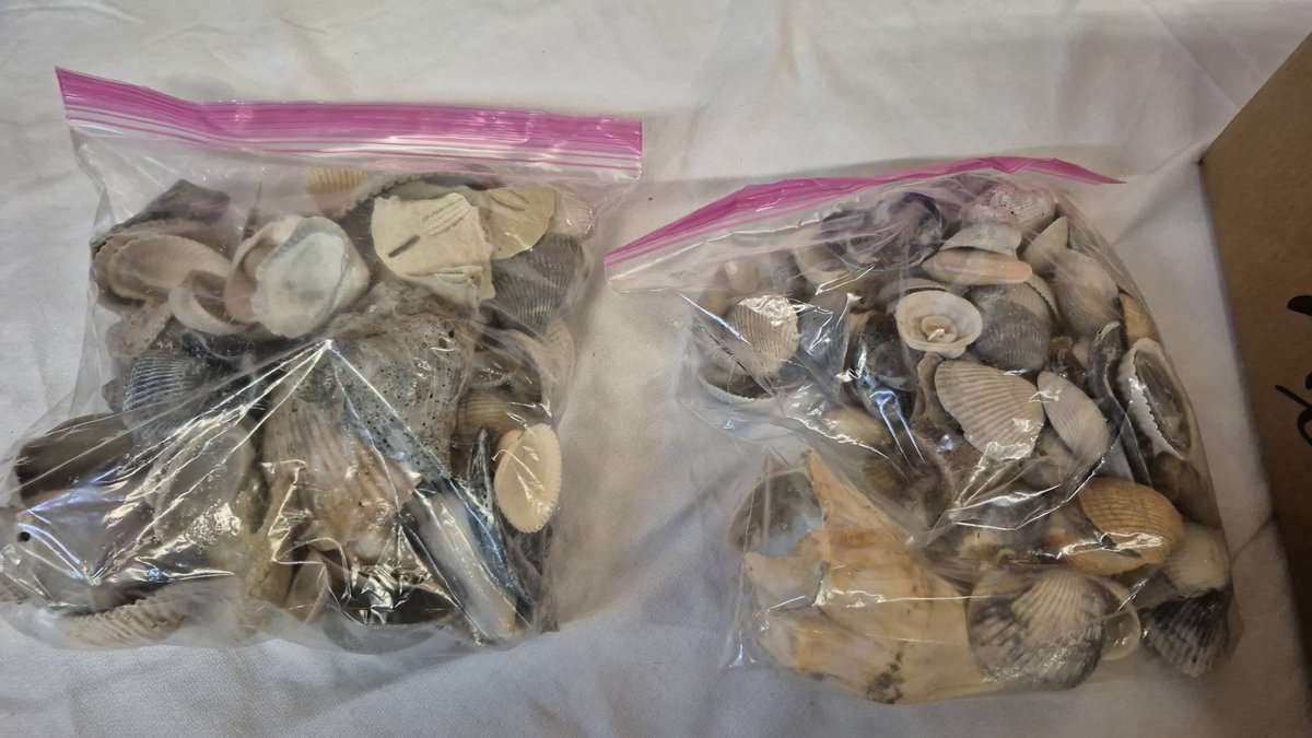 Two Bags of Assorted Seashells